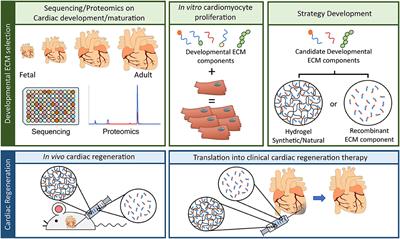 A Brief History in Cardiac Regeneration, and How the Extra Cellular Matrix May Turn the Tide